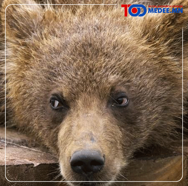 Монгол орны ховор амьтан болох “Хүрэн баавгай”-г хууль бусаар агнасан үйлдлийг илрүүллээ