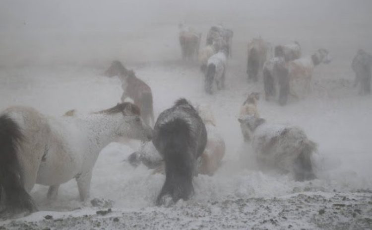 Халхгол суманд 28 мянга гаруй мал цасан шуурганы улмаас сураггүй болжээ