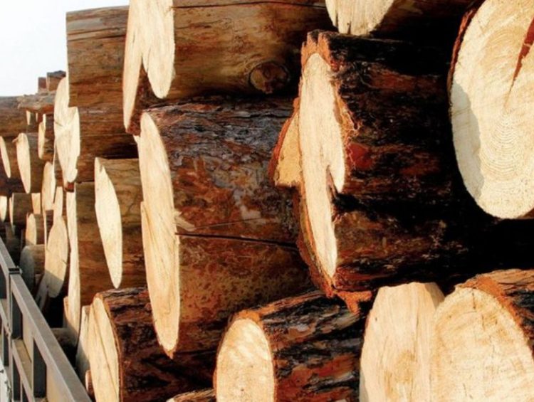 Хууль бусаар мод бэлтгэсэн гэмт хэргийг илрүүлж,  шүүхэд шилжүүлж, шийдвэрлүүллээ