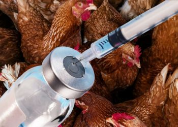 Бид хүнсээрээ дамжуулж антибиотик хэрэглэсээр байна уу?