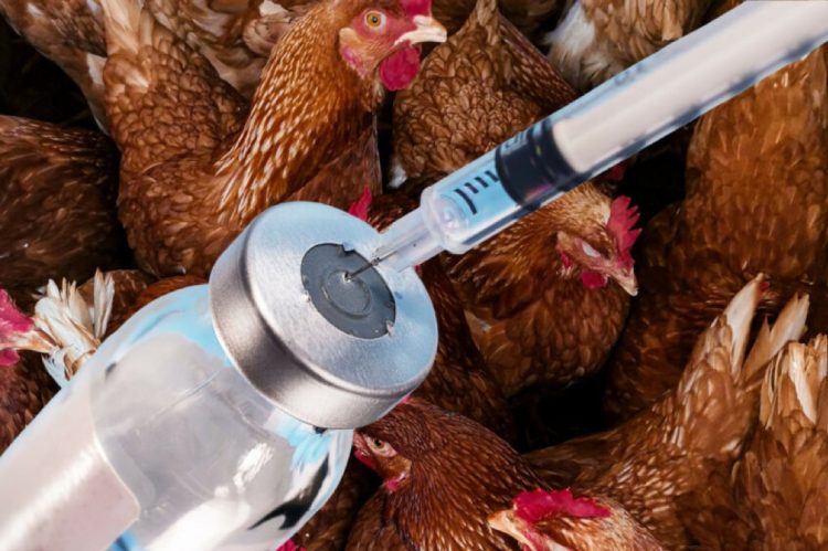 Бид хүнсээрээ дамжуулж антибиотик хэрэглэсээр байна уу?