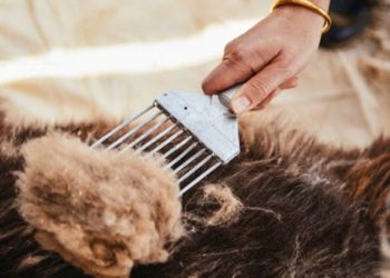 Аймгуудын ноолуурын дундаж үнэ ханштай танилцана уу…