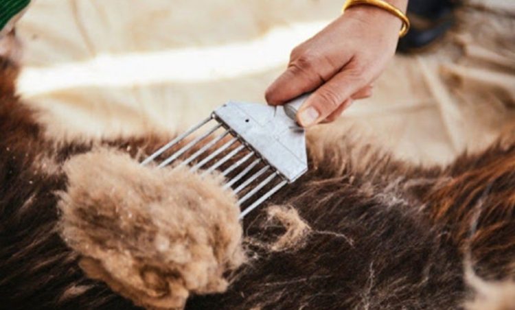 Аймгуудын ноолуурын дундаж үнэ ханштай танилцана уу…