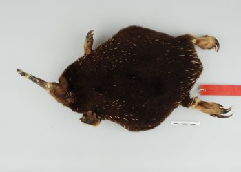 Барууны Папуад устсан гэж үзэж байсан ховор амьтан дахин илэрлээ