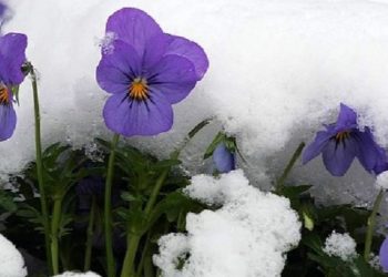 Хаврын саруудын цаг агаарын ерөнхий төлөв
