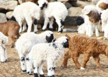 Улсын хэмжээнд мал төллөлт 29.6 хувьтай байна