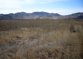 Ө.Магсаржав: Бургас 2-5 жилийн дотор 4-5 метр ургадаг