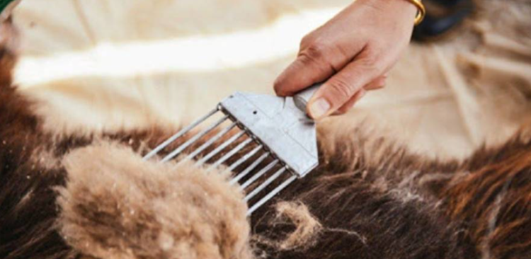 Хөвсгөл аймагт нэг кг ноолуур ₮209 мянга болж, дээд ханш тогтоолоо