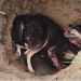Мод суулгах нүхэнд үхсэн нохой хийсэн асуудалд Дархан-Уул аймгийн хот тохижилтын ажилтан тайлбар өглөө