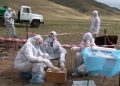 Баян-Өлгий аймагт малын гоц халдварт өвчин гарсантай холбоотойгоор хорио цээрийн дэглэм тогтоолоо