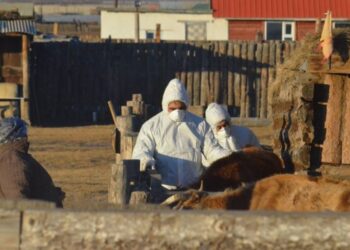 Увс аймгийн Тэс суманд боом өвчнөөр 2 хүн өвчилжээ