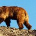 Мазаалай баавгай хамгаалах үндэсний хөтөлбөр
